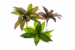 061 Veštačka dracena